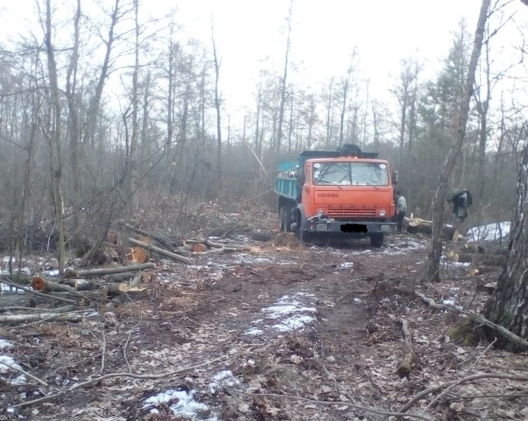 На кордоні з Білоруссю затримали лісорубів