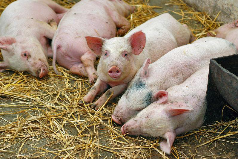 На Волині більше не фіксували випадків африканської чуми свиней