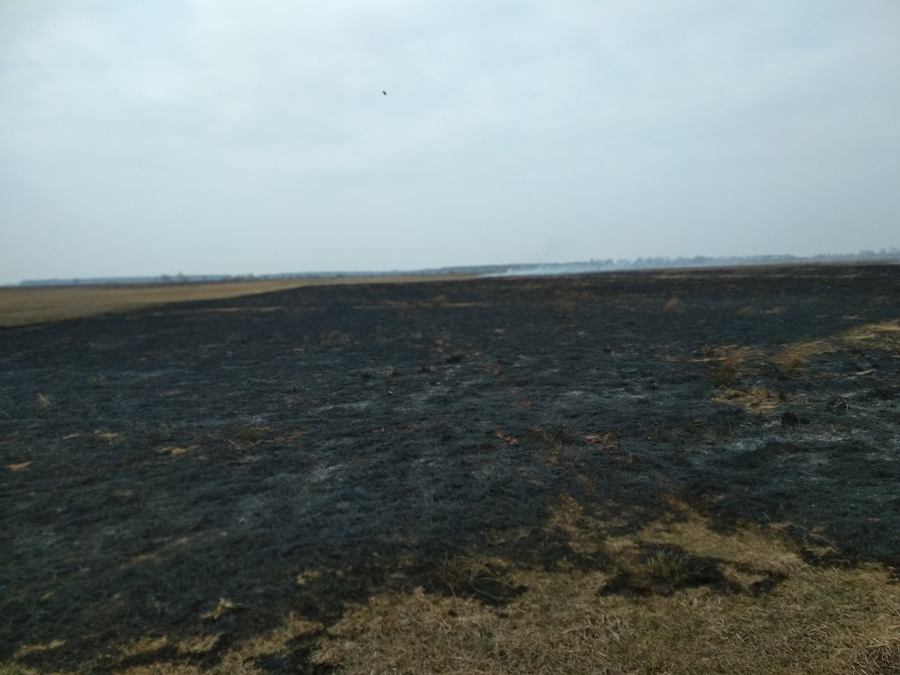 Майже 30 пожеж за тиждень: на Волині підпалюють суху траву
