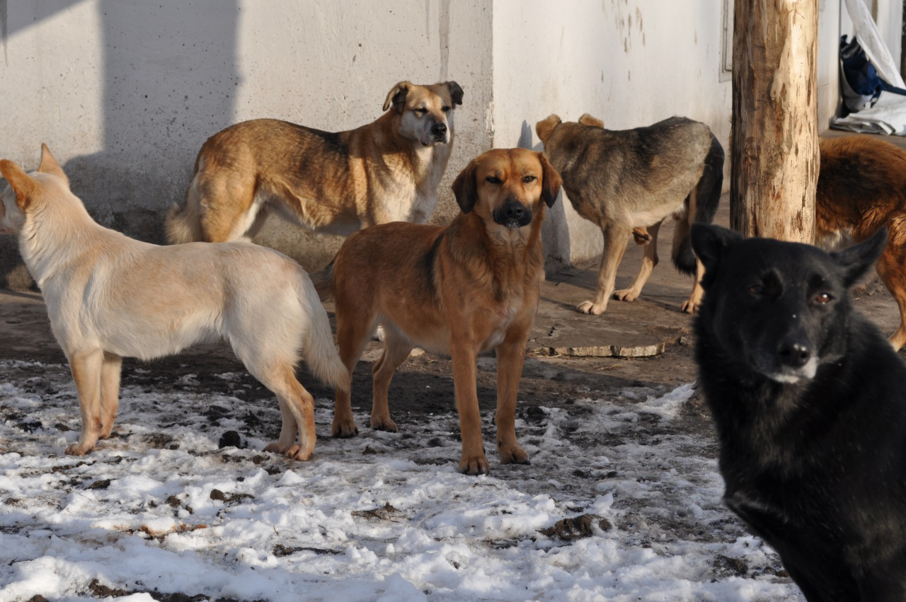 Собаки на вулицях Луцька: куди дзвонити і що з ними роблять