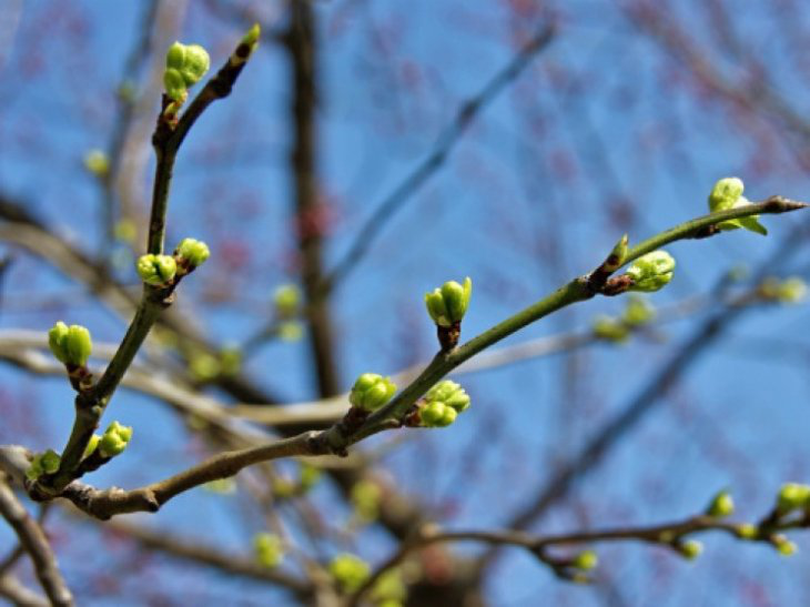 Тепло і сонячно: погода в Луцьку на суботу, 23 березня