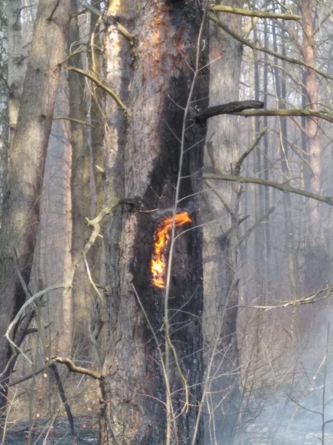 Волинські лісівники два дні гасили пожежу (відео)