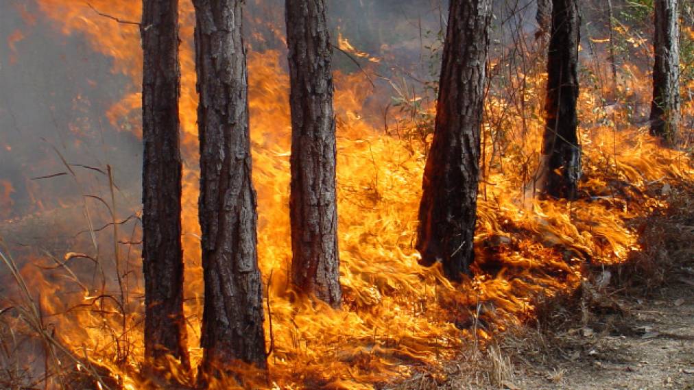 Волинь: ДСНС закликає не провокувати пожежі на природі