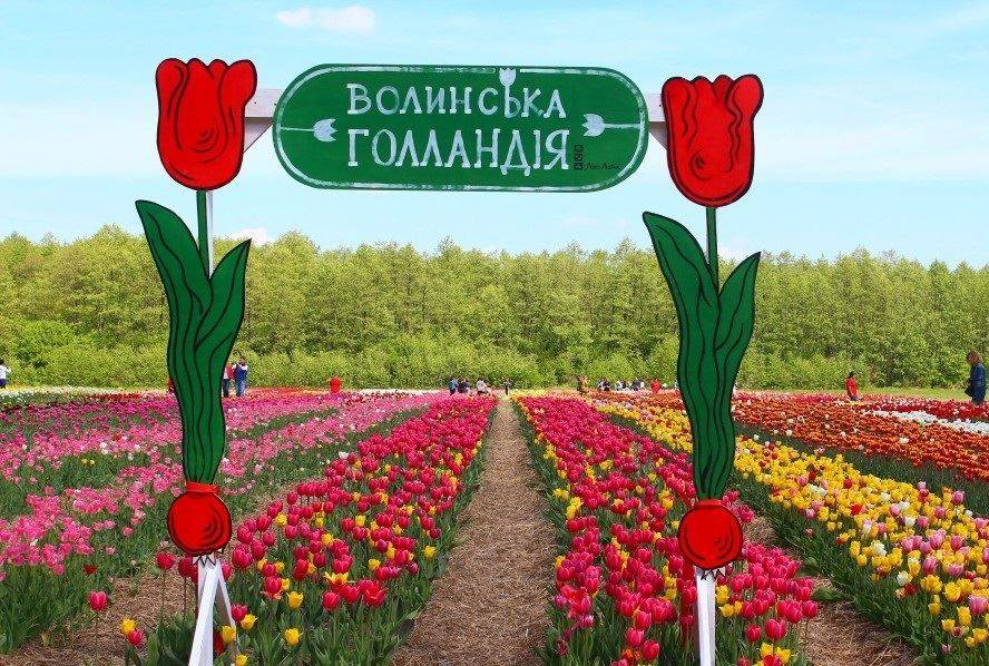 На Волині відбудеться масштабний фестиваль тюльпанів