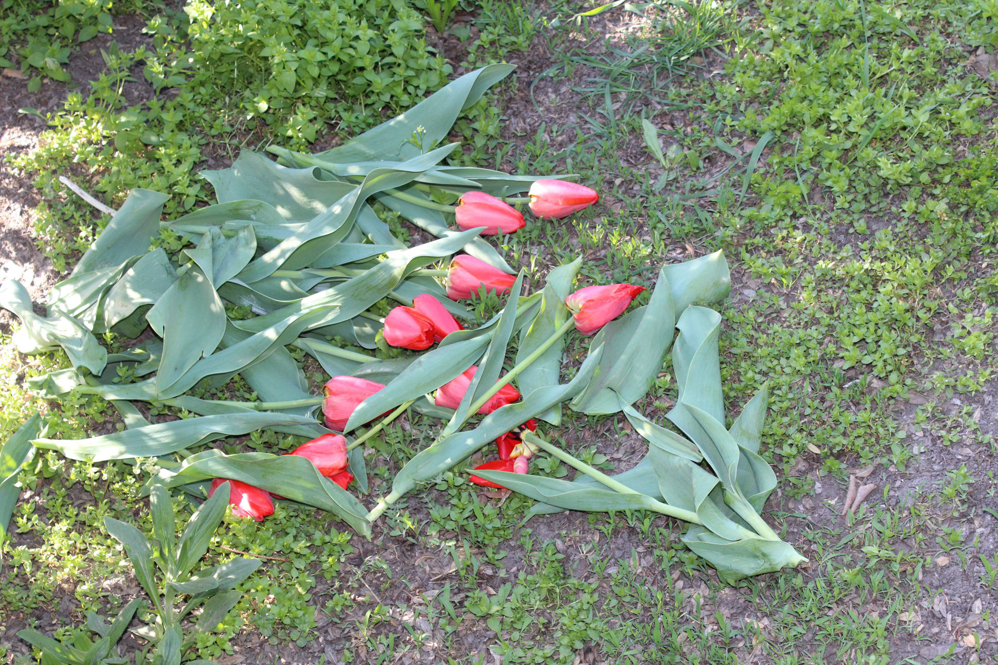 У «Волинській Голландії» за зірвані тюльпани – штраф у 500 гривень