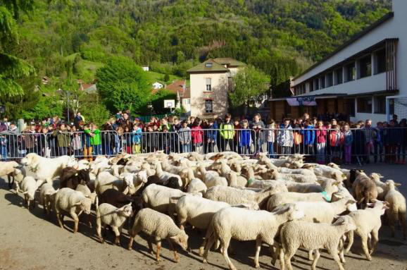 У французьку школу зарахували 15 баранів і овець через 