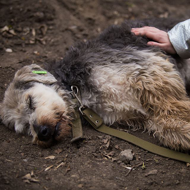 #мокріносики: у «Промені» організовують фестиваль безпритульних собак*