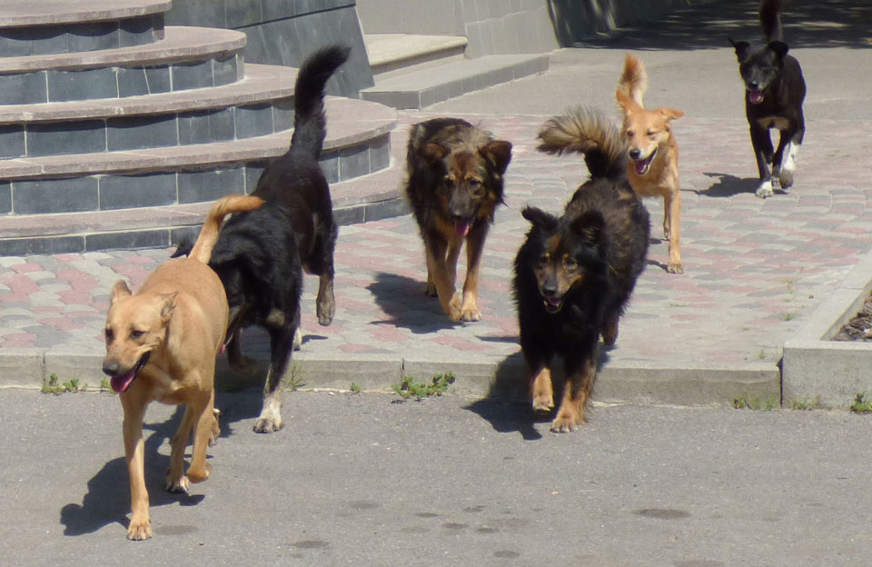 У Луцьку порахують безпритульних собак: запрошують долучатися