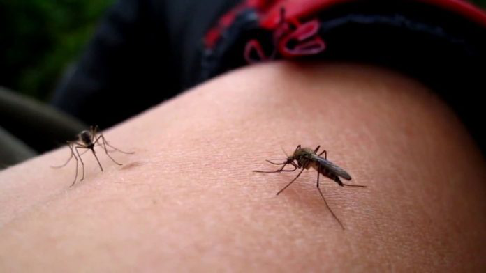 Волинь атакують комарі: що робити (відео)