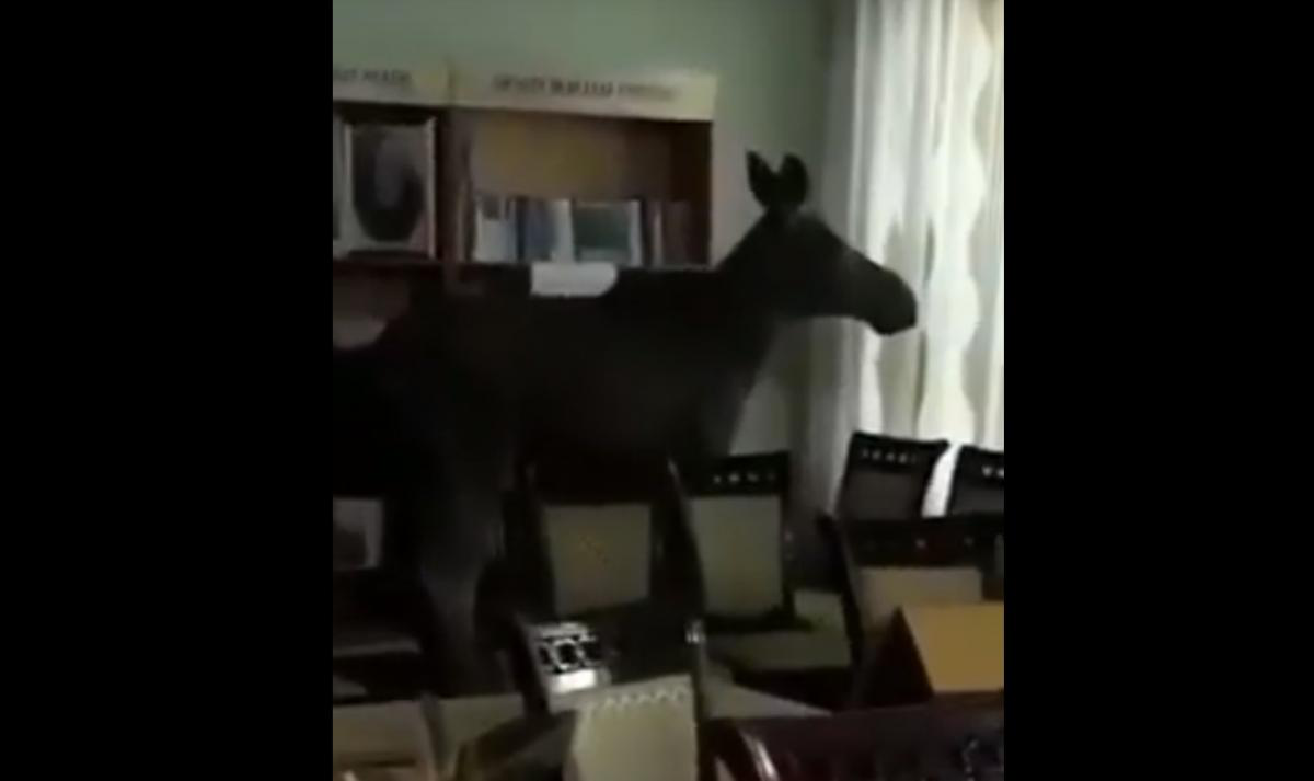 У Казахстані в будівлю коледжу через вікно проліз лось (відео)