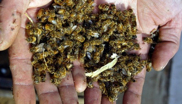 У Горохівському районі масово гинули бджоли