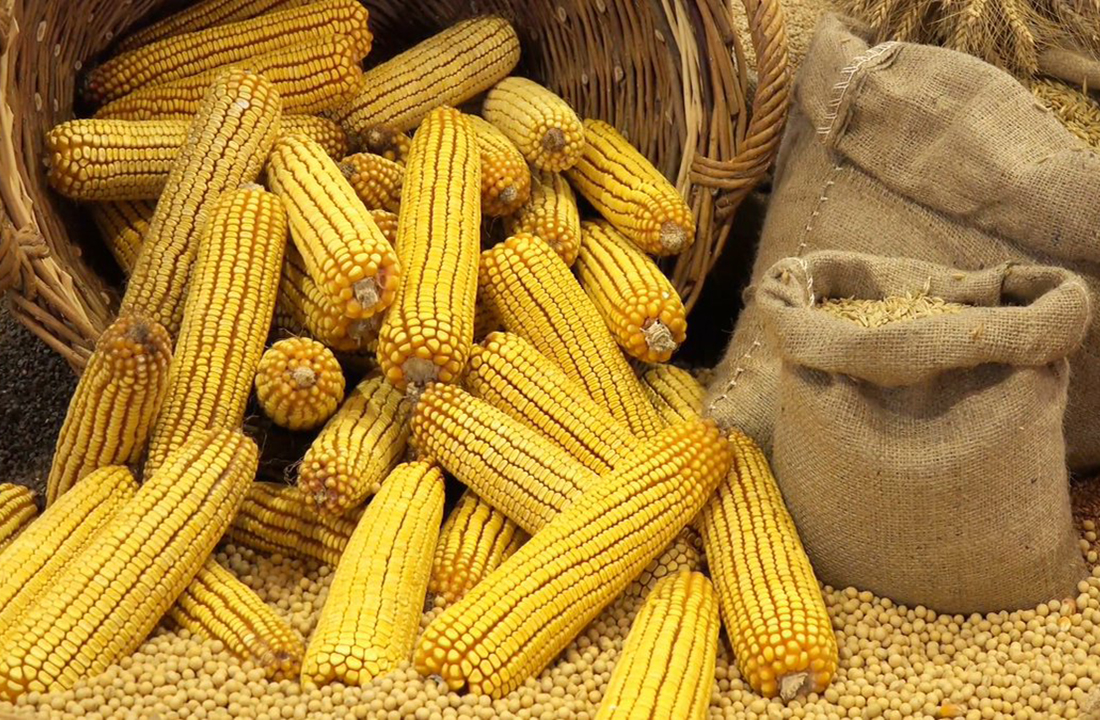 Більше кукурудзи та соняшника, менше сої: якою була посівна-2019
