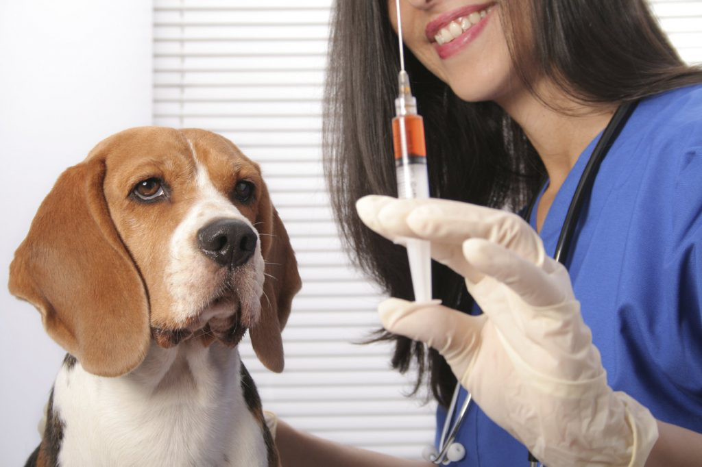 У Луцьку безплатно вакцинуватимуть собак і котів