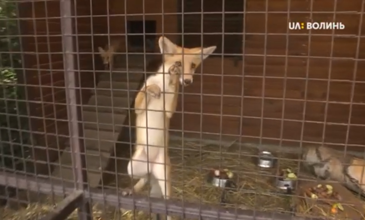 Луцький зоопарк збирає гроші на новий вольєр для лисенят (відео)