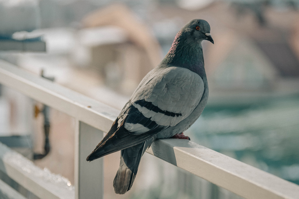 У Львові заборонили годувати голубів