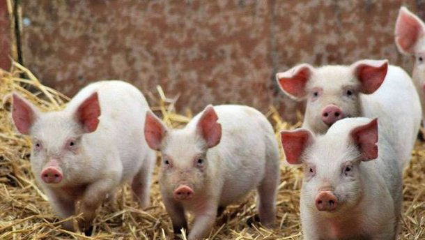 На Волині африканську чуму найчастіше знаходять у свійських свиней