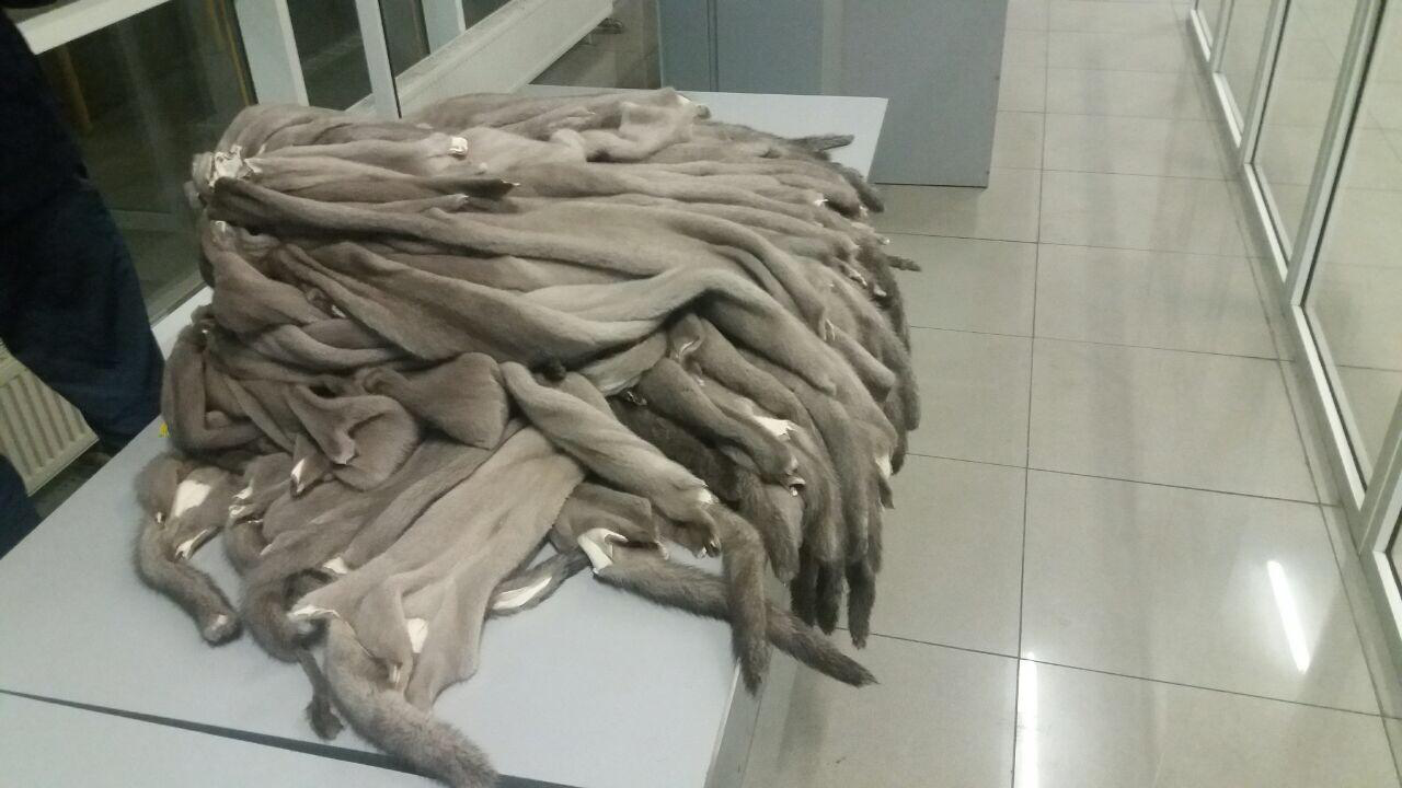 В «Ягодині» знайшли 30 кілограмів норкового хутра (фото)