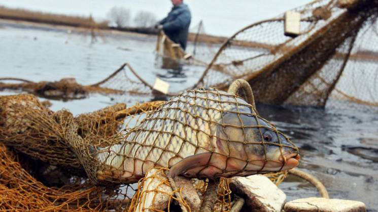 Волинян покарають за вилов риби сіткою (фото)