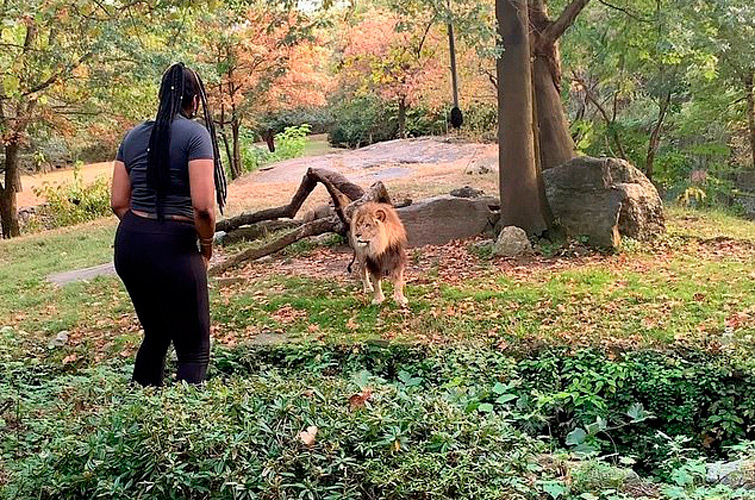 Американка залізла у вольєр в зоопарку, щоб подражнити лева (відео)