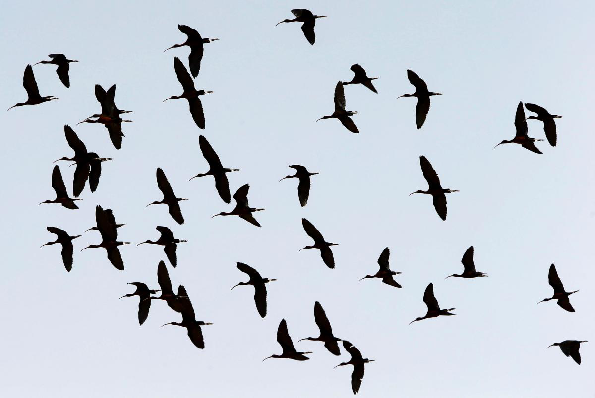 Через пластикове забруднення гинуть мільйони птахів,  – ЮНЕП