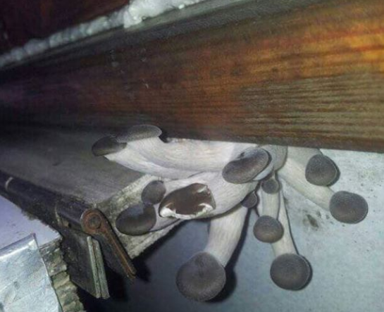У вагоні «Укрзалізниці» виросли гриби (фото)