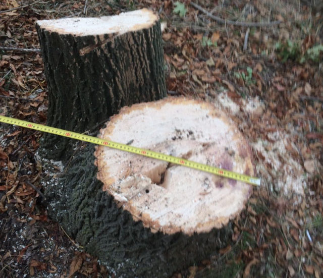 На Волині місцеві чоловіки нарубали дерев на 20 тисяч гривень