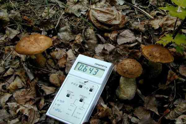 У грибах з маневицького лісу зафіксували перевищення норм радіації