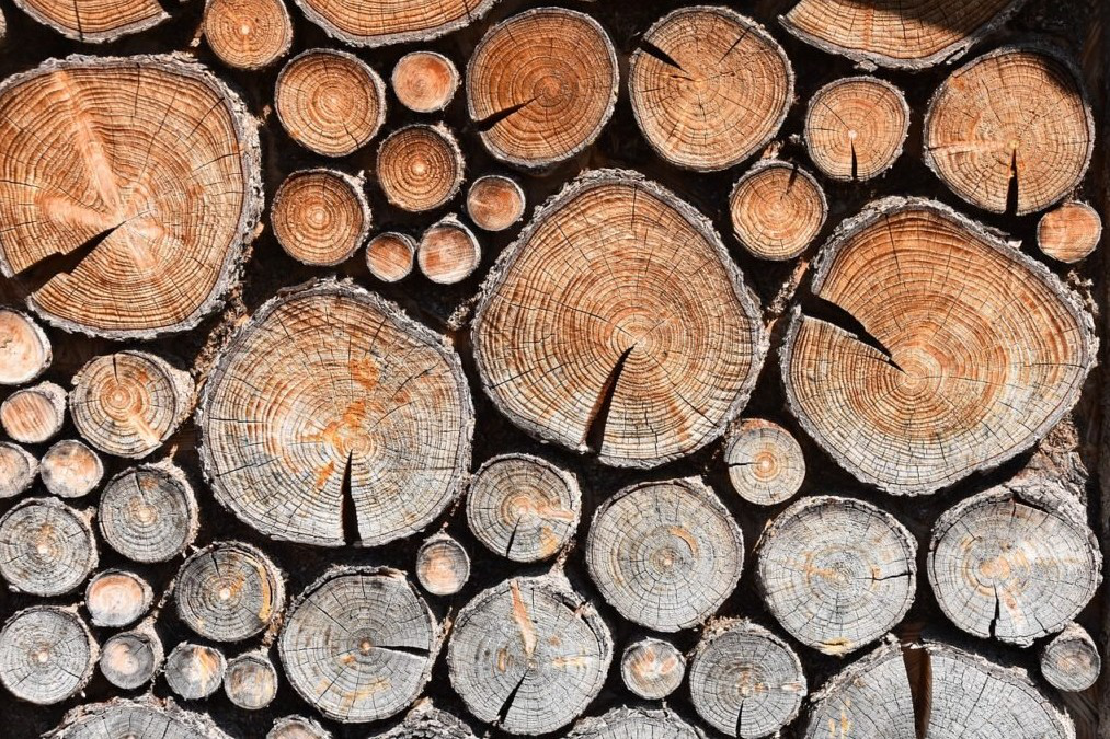 Волинські лісівники продали на аукціоні 20% деревини
