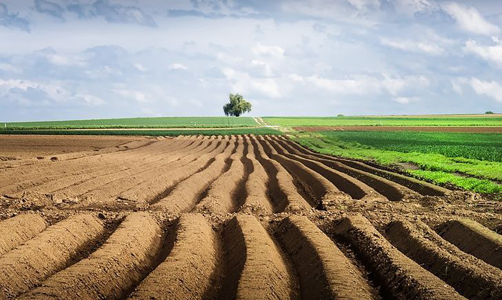 Аграрний комітет затвердив остаточну версію законопроєкту про ринок землі