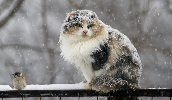 Сніжитиме й дощитиме: погода в Луцьку на понеділок, 30 грудня