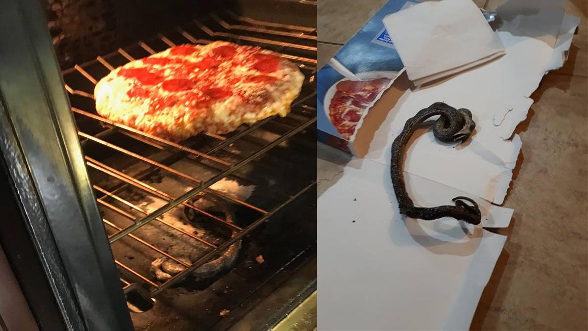 У США сім'я випадково запекла змію разом із піцою