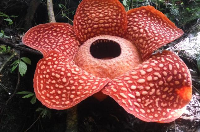 В Індонезії знайшли найбільшу у світі квітку (фото)