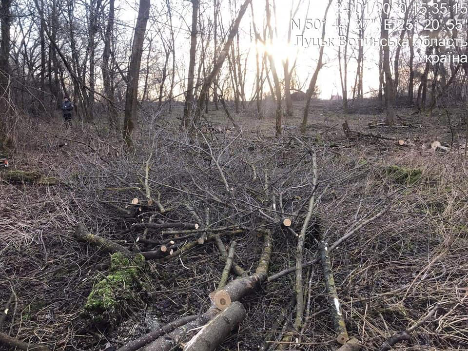 У Луцьку без дозволу зрізали 30 дерев на вулиці Глушець (фото)