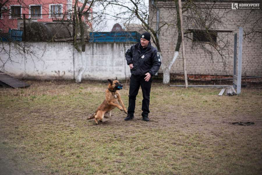 Розповіли, як волинські поліцейські собаки розшукують наркотики