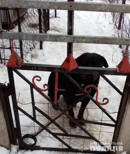 На Харківщині собака загриз 4-річного хлопчика