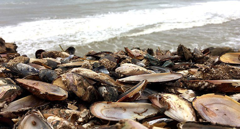 Пів мільйона мідій «зварились» на пляжі у Новій Зеландії через глобальне потепління