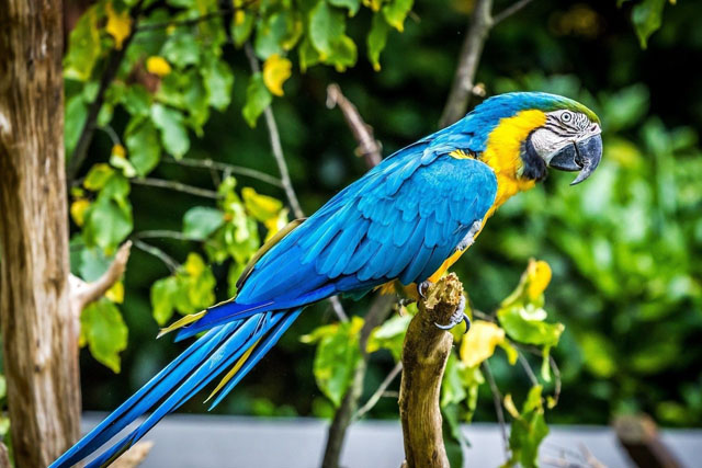 У Британії пенсіонерка навчила папугу співати оперні арії на зло сусідам
