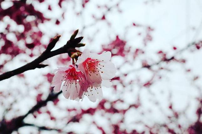 Коронавірус: у Японії скасували традиційний фестиваль цвітіння сакури