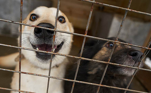 Уряд Китаю офіційно визнав, що собаки не їжа