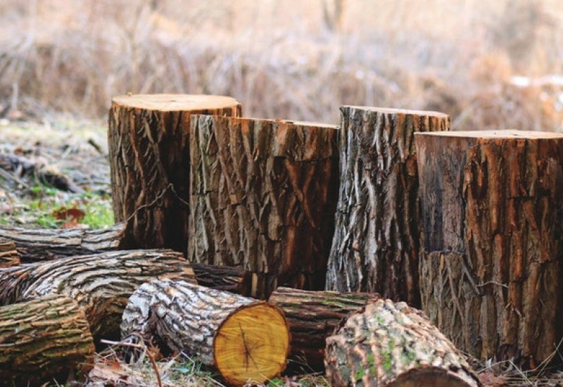 На Волині виявили незаконну порубку дерев у заказнику