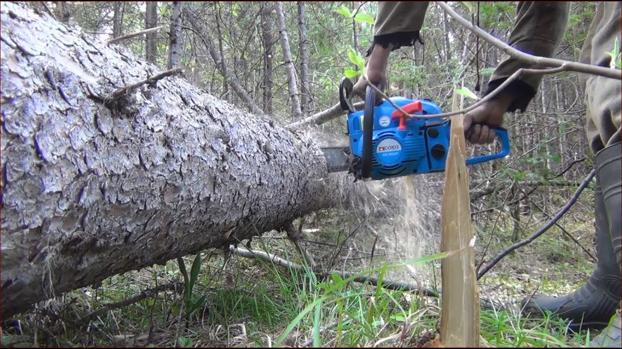 Рубали дерева з бензопилами: на Волині затримали порушників