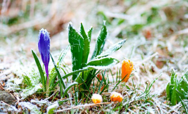 Морозно та без опадів: прогноз погоди у Луцьку на вівторок, 21 квітня