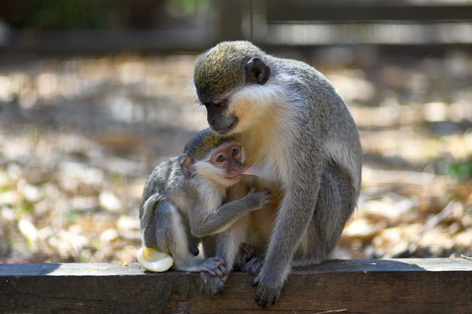 Суцільне милоття: Луцький зоопарк показав своїх мешканців-матусь та малят (ФОТО)