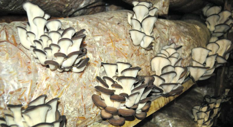 Через карантин у грибарії біля Луцька зіпсувалися майже 3 тонни глив