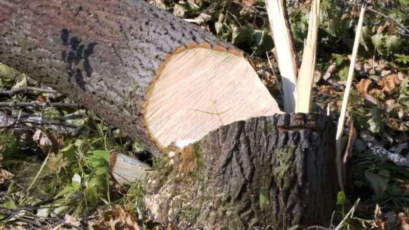 На Волині під час заготівлі дров чоловіка вбило дерево