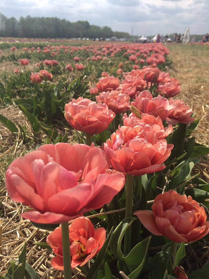 «Волинська Голландія»: за зірвані тюльпани – 500 гривень штрафу (фото, відео)