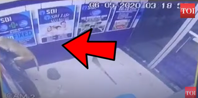 В Індії мавпа відкрила банкомат та втекла з місця злочину (відео)