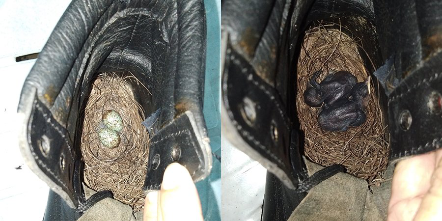 Не виходив два місяці через самоізоляцію: у черевиках малазійця вилупилися пташенята (фото)