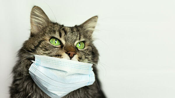 Коти можуть заражати один одного коронавірусом, – дослідження