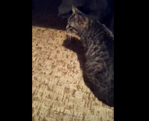 Жорстокі розваги: волинянин викидав кота з третього поверху (фото, відео)